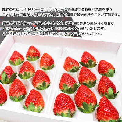 <いちご 至高の紅い雫 500g(250g×2パック)> 西予市宇和町産 果物 苺 イチゴ フルーツ