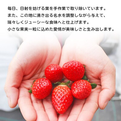 <いちご 至高の紅い雫 500g(250g×2パック)> 西予市宇和町産 果物 苺 イチゴ フルーツ