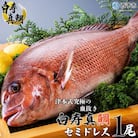 <津本式の血抜き×白寿真鯛 セミドレス 1尾(約1.5kg)>　尾頭付き　ギフト　愛媛　三瓶　お祝い