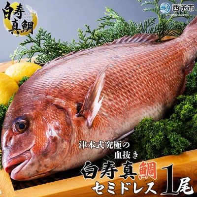 <津本式の血抜き×白寿真鯛 セミドレス 1尾(約1.5kg)>　尾頭付き　ギフト　愛媛　三瓶　お祝い