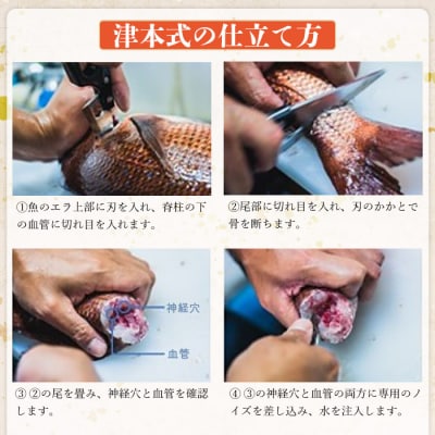 <津本式の血抜き×白寿真鯛 セミドレス 1尾(約1.5kg)>　尾頭付き　ギフト　愛媛　三瓶　お祝い