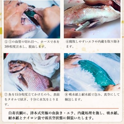 <津本式の血抜き×白寿真鯛 セミドレス 1尾(約1.5kg)>　尾頭付き　ギフト　愛媛　三瓶　お祝い