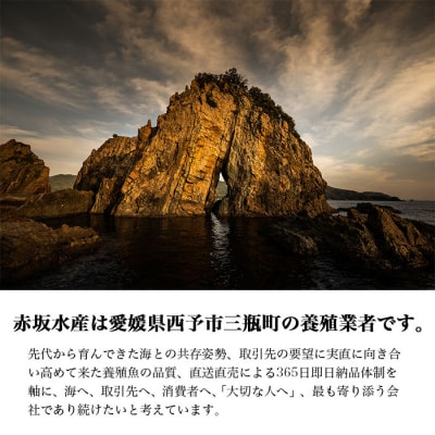 <津本式の血抜き×白寿真鯛 セミドレス 1尾(約1.5kg)>　尾頭付き　ギフト　愛媛　三瓶　お祝い