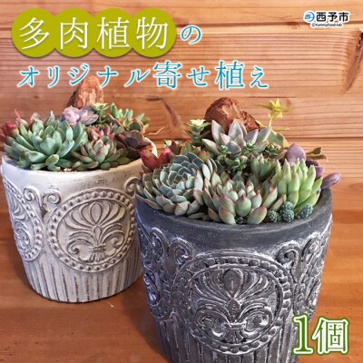 <自家生産　多肉植物のオリジナル寄せ植え(約10種類)>　インテリア　ガーデニング　鉢植え