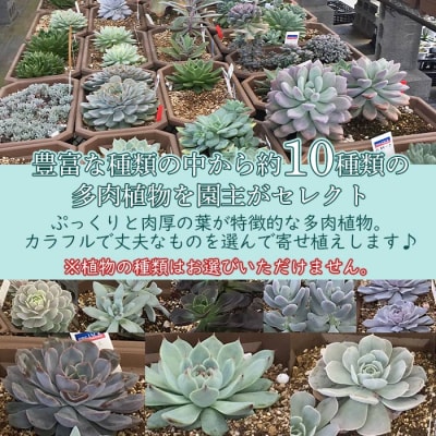<自家生産　多肉植物のオリジナル寄せ植え(約10種類)>　インテリア　ガーデニング　鉢植え