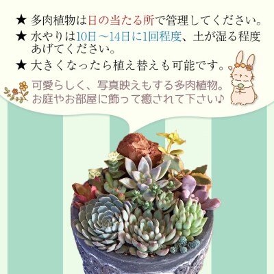 <自家生産　多肉植物のオリジナル寄せ植え(約10種類)>　インテリア　ガーデニング　鉢植え