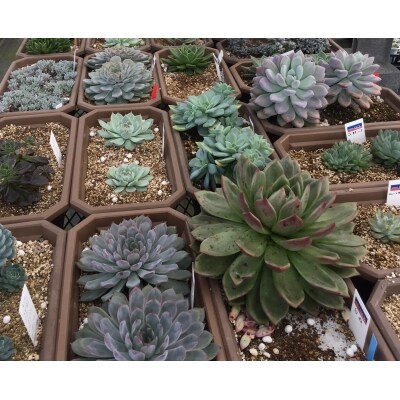自家生産 多肉植物のオリジナル寄せ植え 約10種類 お礼品詳細 ふるさと納税なら さとふる