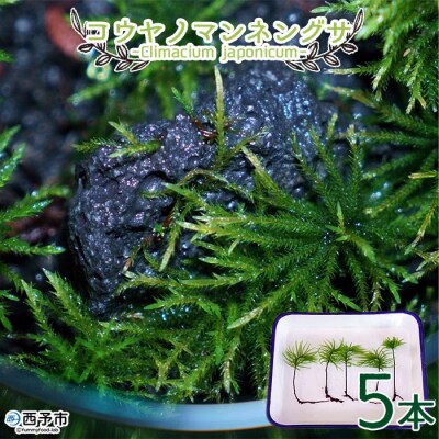 <コウヤノマンネングサ [Climacium japonicum] 人工栽培品種 5本>　緑　苔