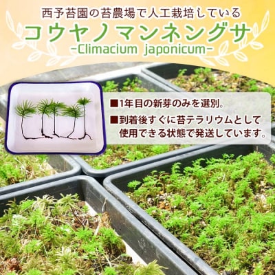 <コウヤノマンネングサ [Climacium japonicum] 人工栽培品種 5本>　緑　苔
