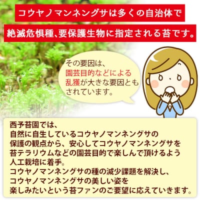 <コウヤノマンネングサ [Climacium japonicum] 人工栽培品種 5本>　緑　苔