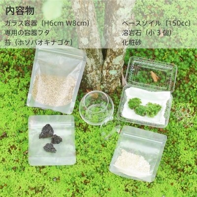 苔テラリウム制作キット 小さなボールの森 作り方動画付 お礼品詳細 ふるさと納税なら さとふる