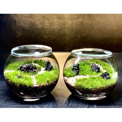 苔テラリウム制作キット 小さなボールの森 作り方動画付 お礼品詳細 ふるさと納税なら さとふる 苔テラリウム制作キット 小さなボールの森 作り方動画付 お礼品詳細 ふるさと納税なら さとふる