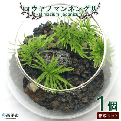 <初めてでも簡単!10分で作れる　コウヤノマンネングサの岩作成キット ★作り方動画付>　手作り　緑