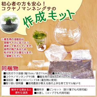 <初めてでも簡単!10分で作れる　コウヤノマンネングサの岩作成キット ★作り方動画付>　手作り　緑