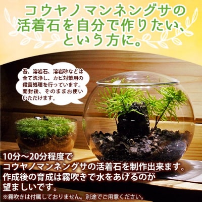 <初めてでも簡単!10分で作れる　コウヤノマンネングサの岩作成キット ★作り方動画付>　手作り　緑