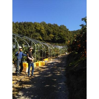 三好農園直送　愛媛県西予市産　贅沢柑橘「まどんな」　ギフト箱入