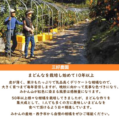 三好農園直送　愛媛県西予市産　贅沢柑橘「まどんな」　贈答用 12～16個入り