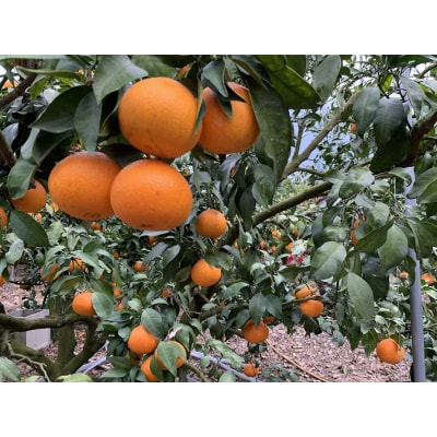 三好農園直送　愛媛県西予市産　贅沢柑橘「まどんな」　家庭用(箱込4kg)