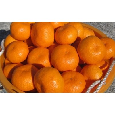 愛媛県明浜産　温州みかん(南柑20号)10kg(家庭用)
