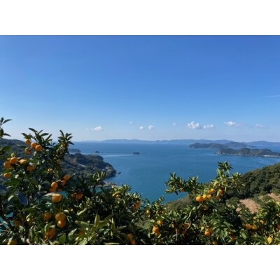 愛媛県西宇和産でん助みかん(温州みかん)5kg(家庭用)
