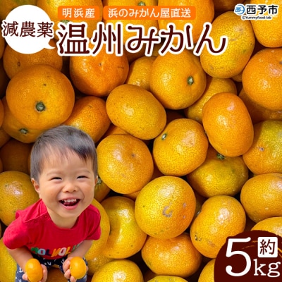 明浜産 浜のみかん屋直送 減農薬温州みかん(5kg)