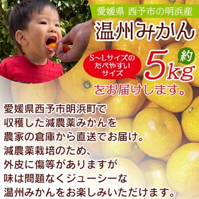 明浜産 浜のみかん屋直送 減農薬温州みかん(5kg)