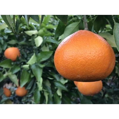 いのうえ農園直送マドンナ　4kg(家庭用)数量限定