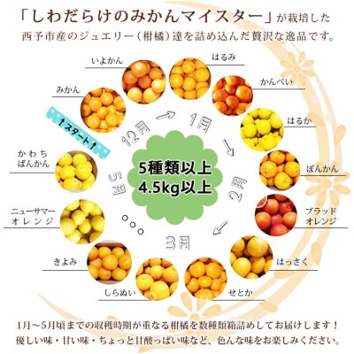 愛媛県明浜産ジュエリーボックス(柑橘編)4.5kg【2月配送】