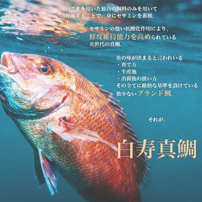 <愛媛の有名店「寿司和泉屋」若大将が捌いた「白寿真鯛」と秘伝のタレ>　鯛めし　郷土料理　海鮮　魚介