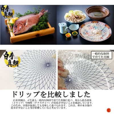 <愛媛の有名店「寿司和泉屋」若大将が捌いた「白寿真鯛」と秘伝のタレ>　鯛めし　郷土料理　海鮮　魚介