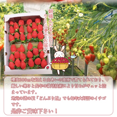 <大竹農園直送　朝採れイチゴ「かおり野」 4パック(箱入り)>　いちご　苺　フルーツ　西予　宇和