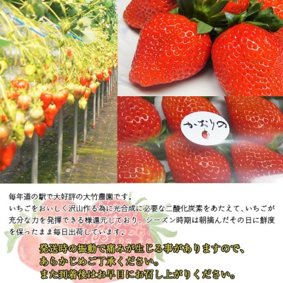<大竹農園直送　朝採れイチゴ「かおり野」 4パック(箱入り)>　いちご　苺　フルーツ　西予　宇和