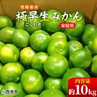 愛媛県西予市産　極早生みかん　10kg