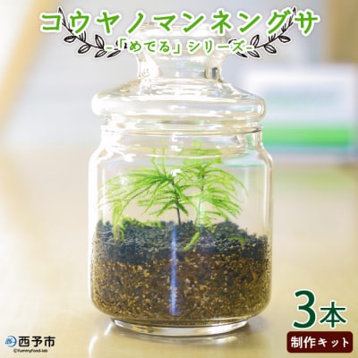 <「めでる」シリーズ:苔テラリウム制作キット コウヤノマンネングサ 3本パック>　インテリア　緑