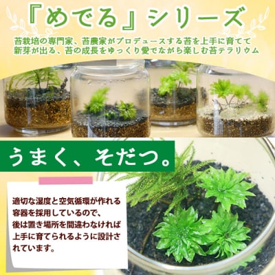 <「めでる」シリーズ:苔テラリウム制作キット コウヤノマンネングサ 3本パック>　インテリア　緑