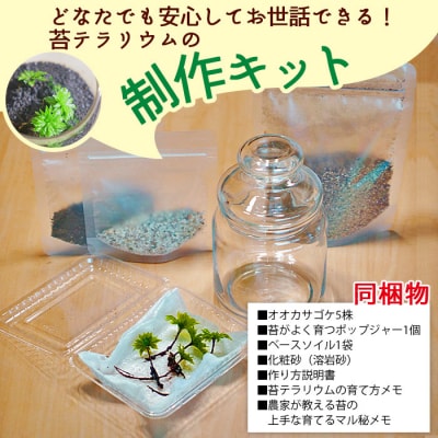 <「めでる」シリーズ:苔テラリウム制作キット オオカサゴケ 5本パック>　インテリア　緑　グリーン