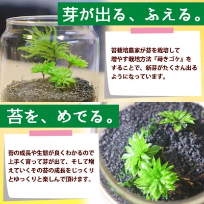 <「めでる」シリーズ:苔テラリウム制作キット オオカサゴケ 5本パック>　インテリア　緑　グリーン