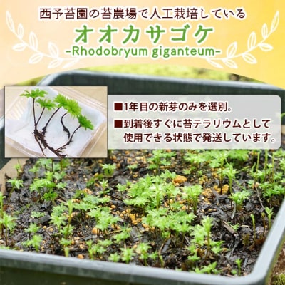 オオカサゴケ [Rhodobryum giganteum] 苔テラリウム用人工栽培品種 5本パック