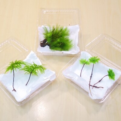 コウヤノマンネングサ オオカサゴケ ヒノキゴケの苔テラリウム用3種パック 人工栽培高品質 お礼品詳細 ふるさと納税なら さとふる