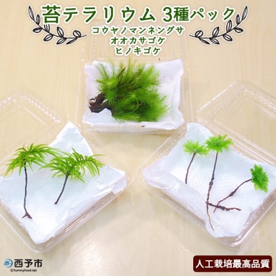 コウヤノマンネングサ・オオカサゴケ・ヒノキゴケの苔テラリウム用3種パック 人工栽培高品質