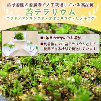 最高の コウヤノマンネングサ・オオカサゴケ・ヒノキゴケの苔テラリウム 海藻類