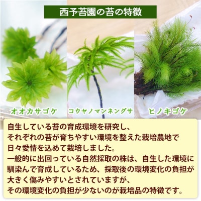 当店在庫してます！ コウヤノマンネングサ・オオカサゴケ・ヒノキゴケの苔テラリウム 海藻類