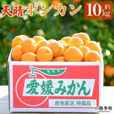 【先行予約】<愛媛県明浜産 天晴ポンカン(吉田ポンカン) 10kg>　西予市　柑橘　ぽんかん　フルー