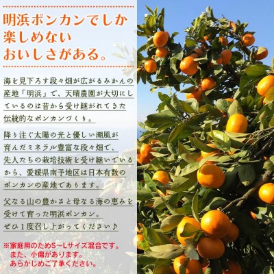 【先行予約】<愛媛県明浜産 天晴ポンカン(吉田ポンカン) 10kg>　西予市　柑橘　ぽんかん　フルー