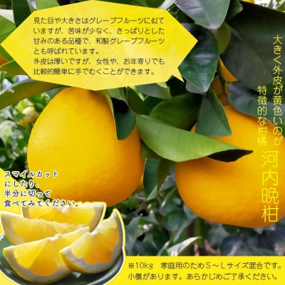 愛媛県明浜産　天晴晩柑(河内晩柑)　10kg　愛媛　えひめ　笑丸
