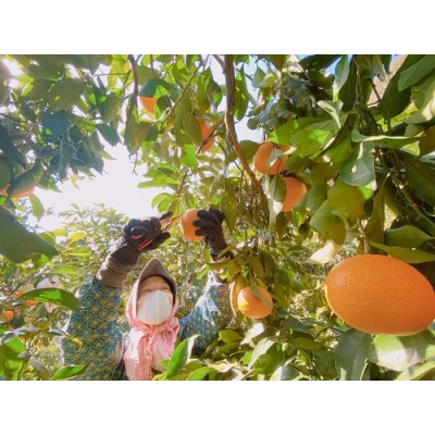 ひさしげ農園 オリジナルジュース(温州みかん・清見・せとか)計3本入