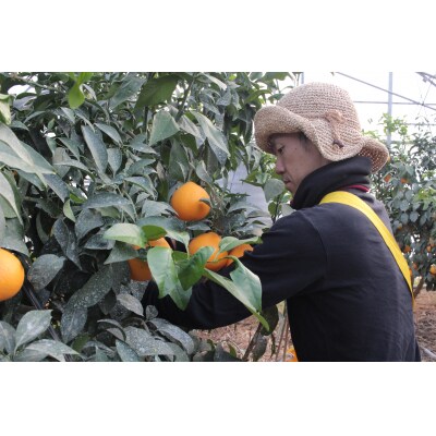 <マルワフルーツ園芸　紅まどんなとはれひめジュース2本セット>　飲み比べ　愛媛　柑橘　特産品　果物