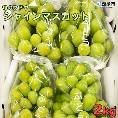 旬のブドウ　西予市産シャインマスカット(2kg)　おいしい　ぶどう　ブドウ　果物