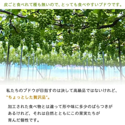 【先行受付】旬のブドウ　西予市産シャインマスカット(2kg)