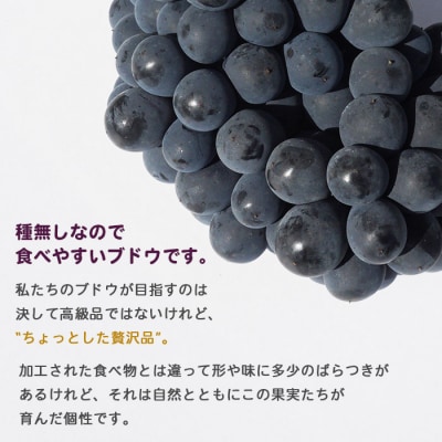 【先行受付】旬のブドウ　西予市産ベリーA(2kg)